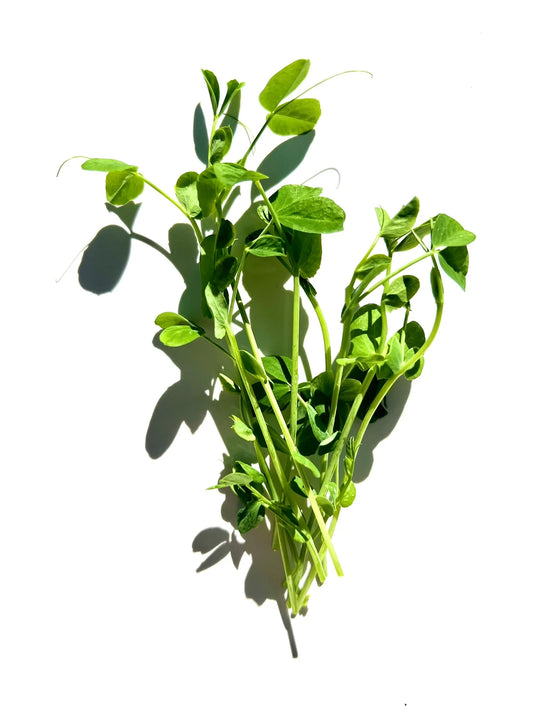 Pea Shoots